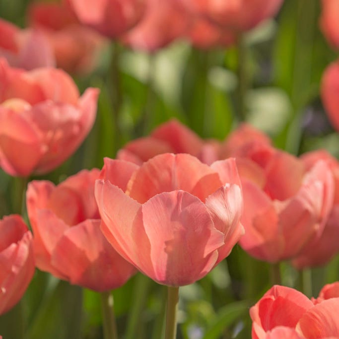 Plum Perfect Bulb Collection|Orange Van Eijk Darwin Tulip