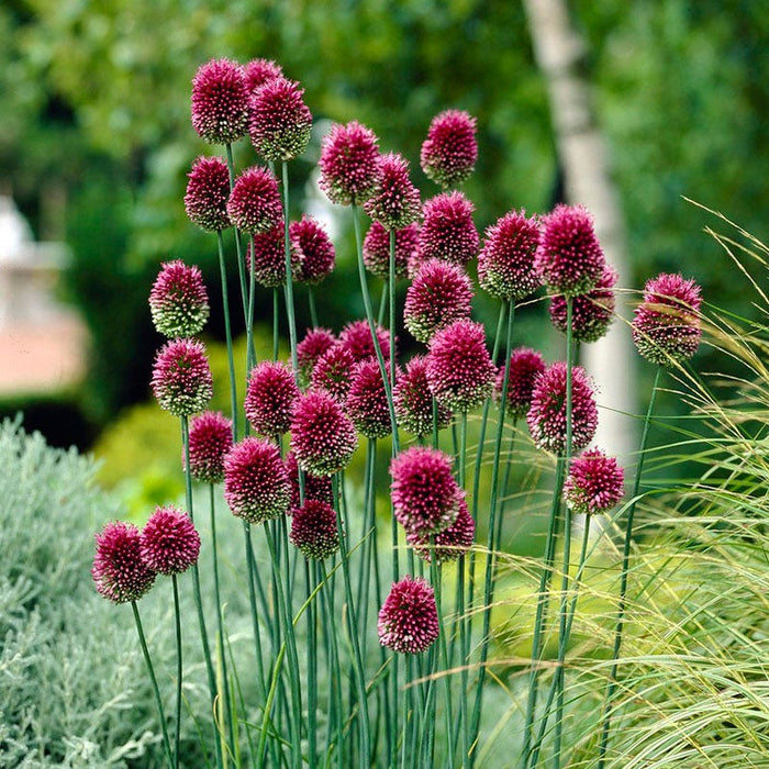 Plum Perfect Bulb Collection|Drumstick Allium