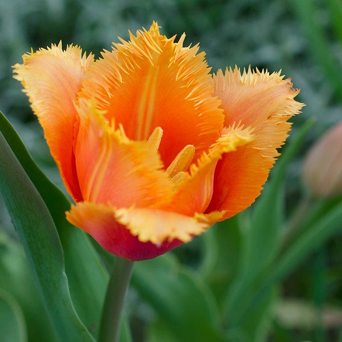 Plum Perfect Bulb Collection|Lambada Fringed Tulip