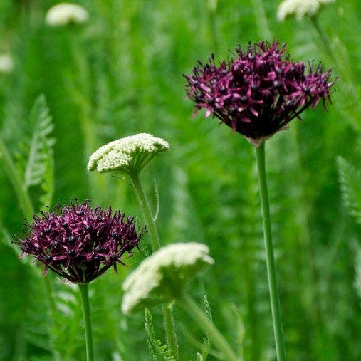 Plum Perfect Bulb Collection|Allium atropurpureum