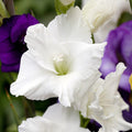 Polar Bear Gladiolus|White Polar Bear Gladiolus, Gladiolus Polar Bear