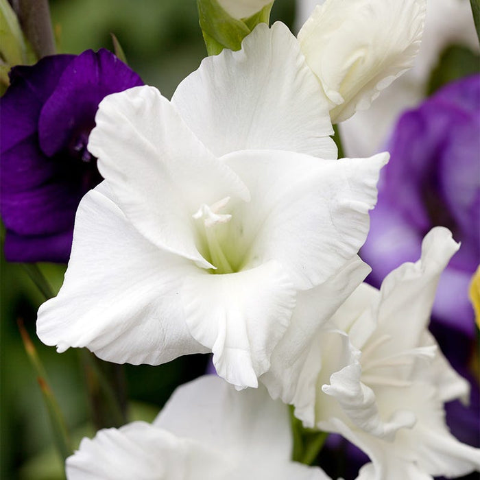 Polar Bear Gladiolus|White Polar Bear Gladiolus, Gladiolus Polar Bear