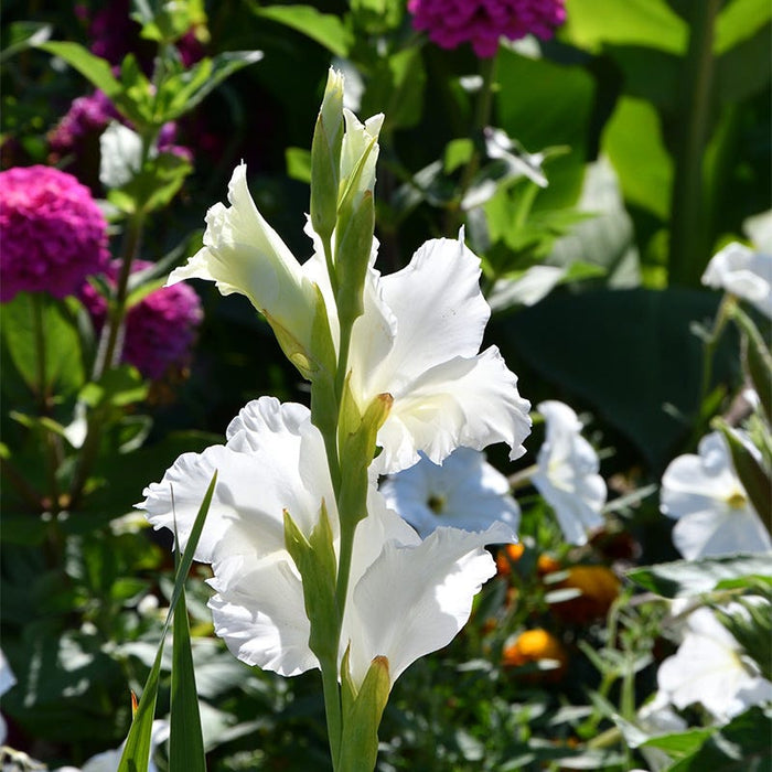 Polar Bear Gladiolus|Polar Bear Gladiolus, Gladiolus Polar Bear growing in the garden