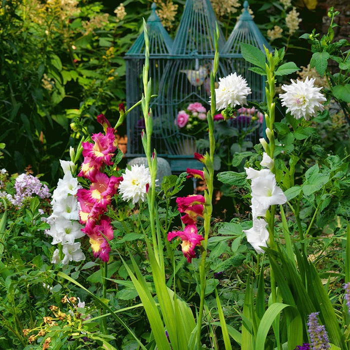 Polar Bear Gladiolus|Polar Bear Gladiolus in the garden with Dynamite Gladiolus and White Dahlias