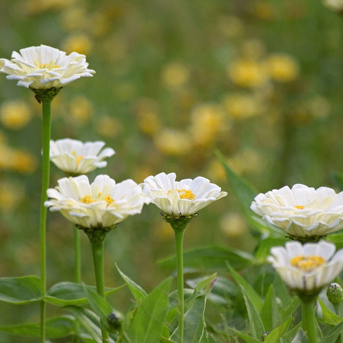 Polar Bear Zinnia Seeds|White Zinnia Seeds Polar Bear, Zinnia elegans