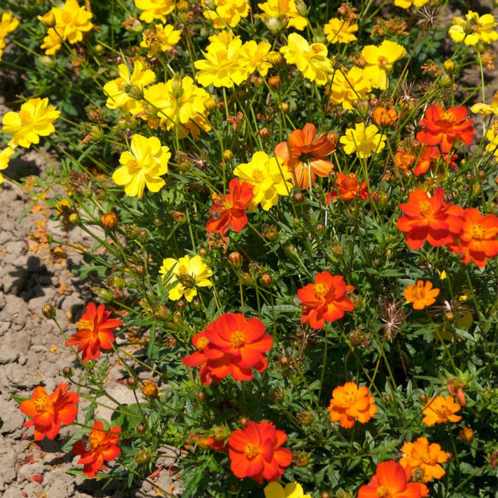 Polidor Sulphur Cosmos Seeds|Red and Orange and Yellow Dwarf Sulphur Cosmos Seeds Polidor, Cosmos sulphureus, Sulphur Cosmos