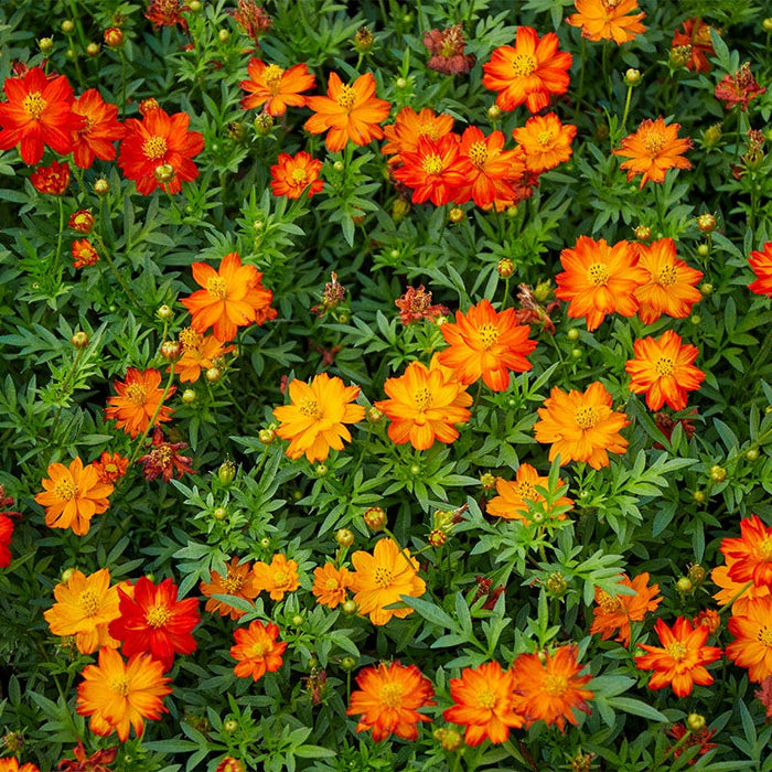Polidor Sulphur Cosmos Seeds|Red and Orange Dwarf Sulphur Cosmos Seeds Polidor, Cosmos sulphureus, Sulphur Cosmos