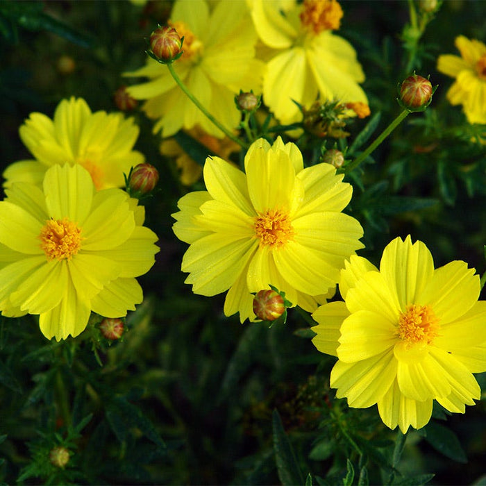 Polidor Sulphur Cosmos Seeds|Yellow Dwarf Sulphur Cosmos Seeds Polido