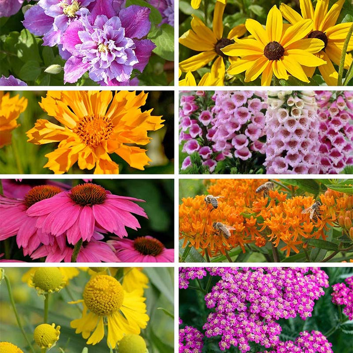 Pollinator Power Plant Collection|Pollinator Power Plant Collection