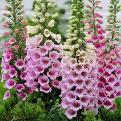 Pollinator Power Plant Collection|Dalmation Rose Foxglove