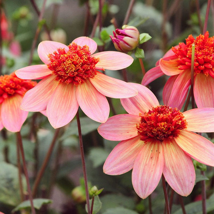 Popsicle Dahlia Collection|Totally Tangerine Anemone Dahlia