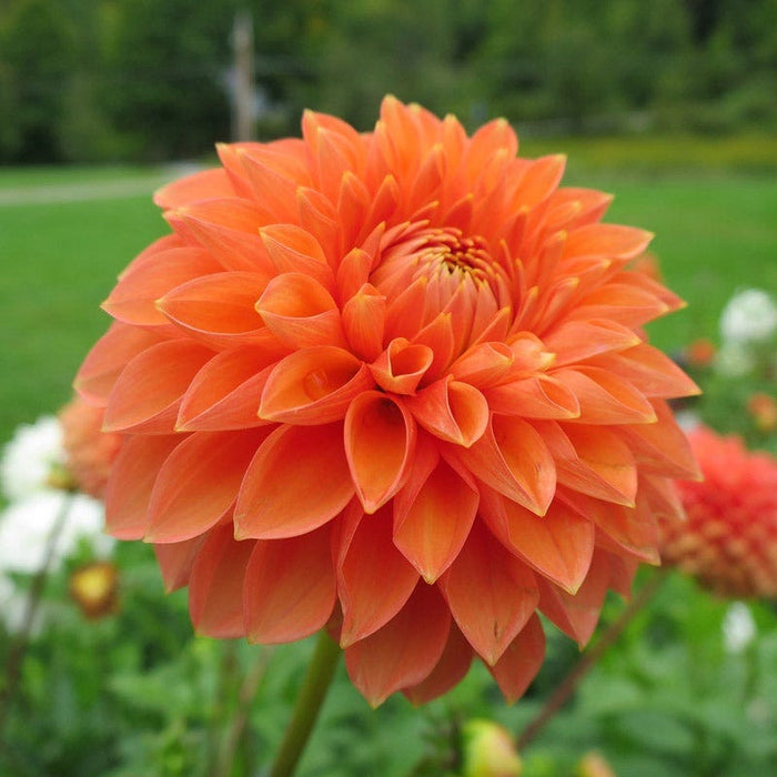 Popsicle Dahlia Collection|Prince of Orange Semi Dinner Plate Dahlia