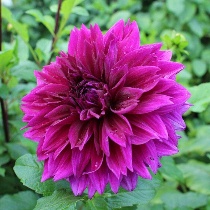Popsicle Dahlia Collection|Thomas Edison Dinner Plate Dahlia