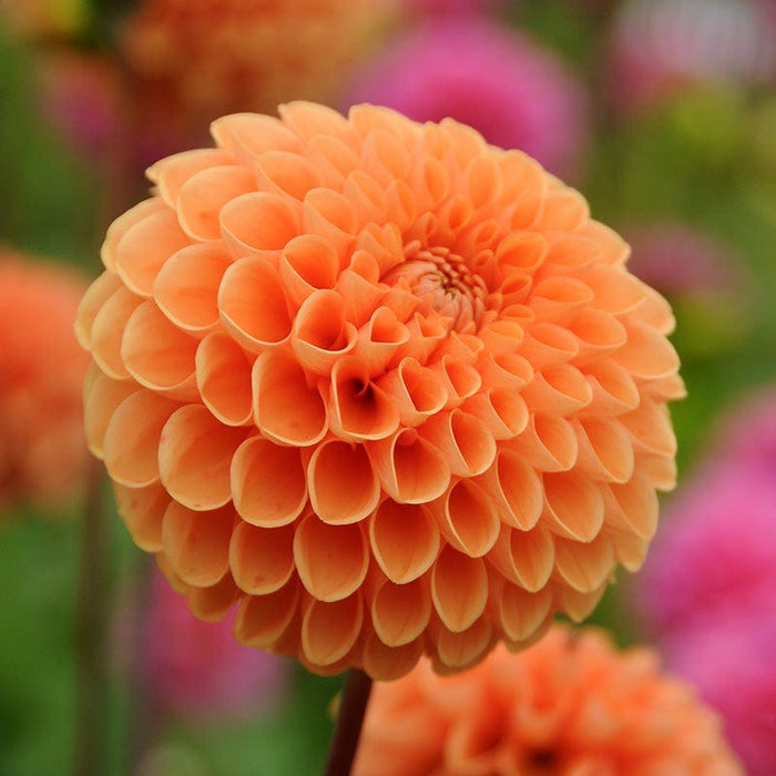 Popsicle Dahlia Collection|Sylvia Ball Dahlia