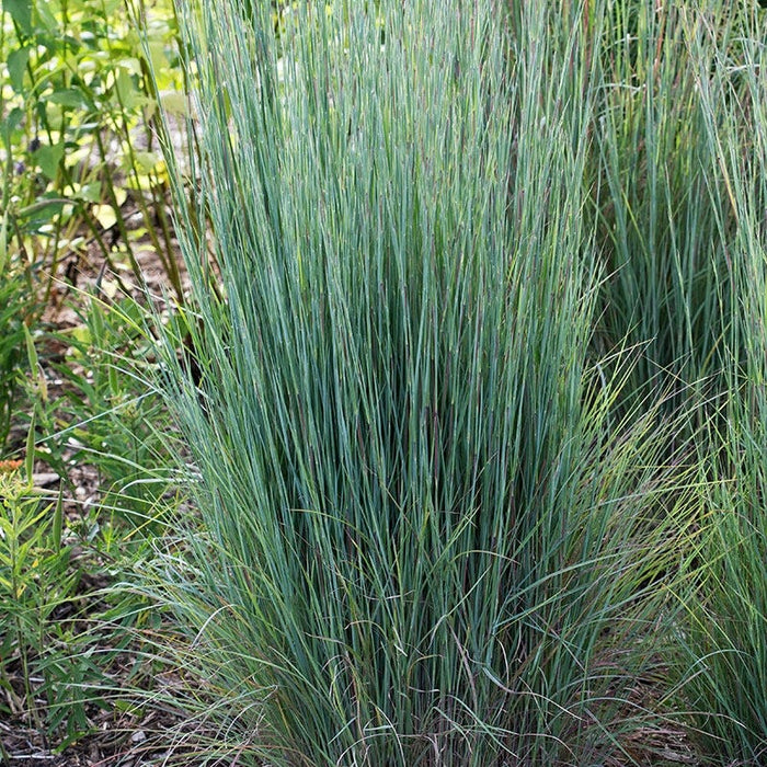 Prairie Blues Little Bluestem Grass|Little Bluestem Grass Prairie Blues, Schizachyrium scoparium