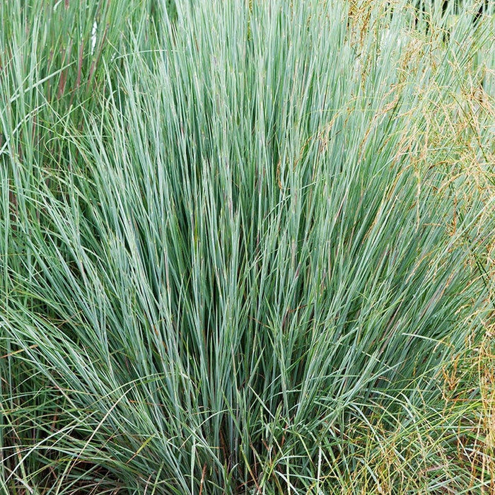 Prairie Blues Little Bluestem Grass|Prairie Blues Little Bluestem Grass, Schizachyrium scoparium