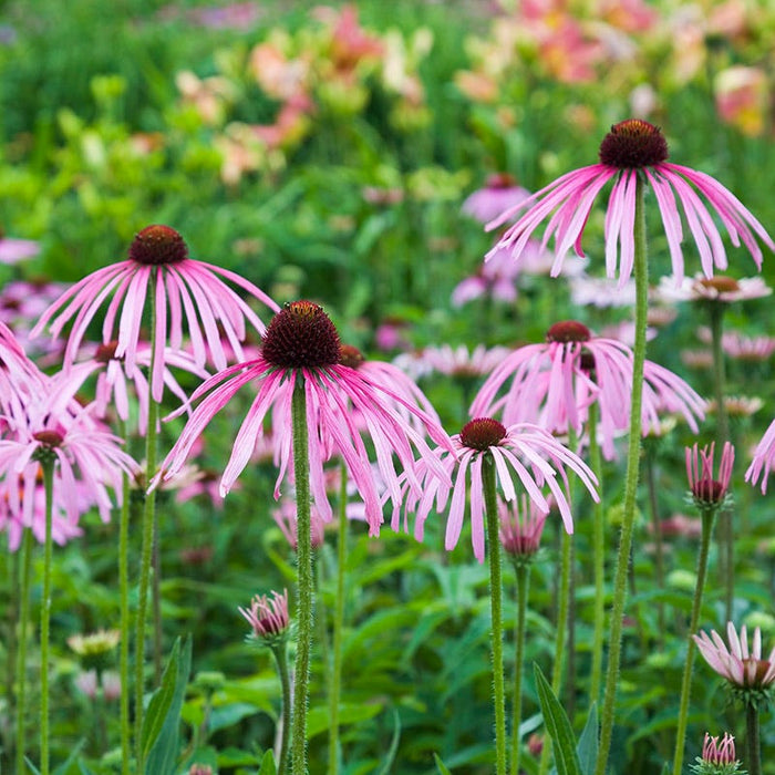 Prairie Habitat Native Plant Collection|Pale Purple Coneflower - 3" Pot