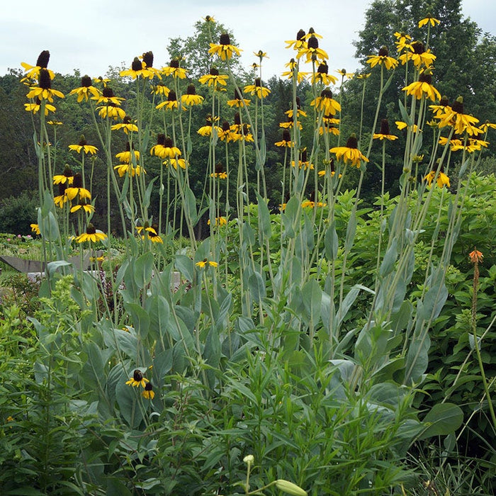 Prairie Habitat Native Plant Collection|Giant Black Eyed Susan