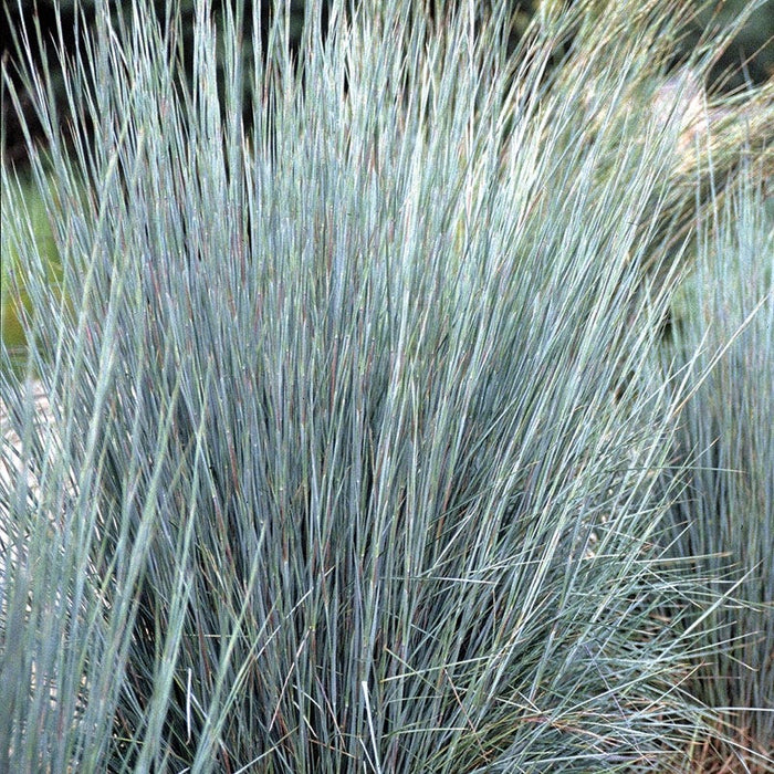Prairie Blues Little Bluestem Grass|Little Bluestem Grass Prairie Blues, Schizachyrium scoparium