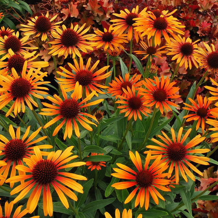 Prairie Pillars™ Flame Thrower Echinacea|Prairie Pillars™Flame Thrower Echinacea, Echinacea hybrid, Photo Courtesy of Terra Nova Nurseries Inc