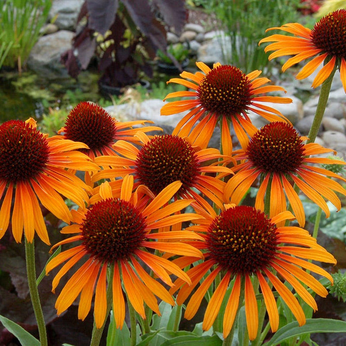 Prairie Pillars™ Flame Thrower Echinacea|Prairie Pillars™Flame Thrower Echinacea, Echinacea hybrid, Photo Courtesy of Terra Nova Nurseries Inc