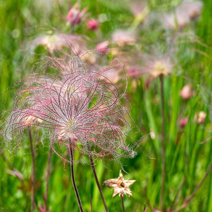 Prairie Smoke|Prairie Smoke blooming in meadow