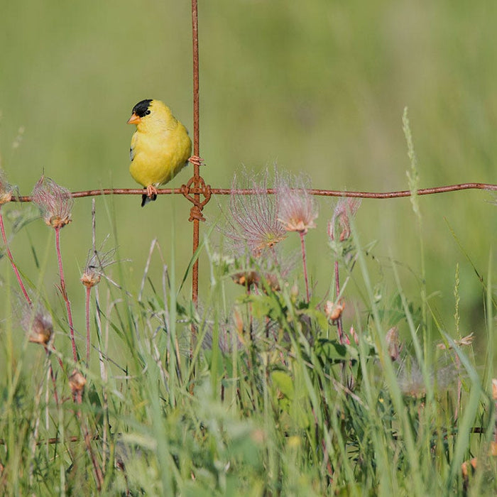 Prairie Smoke|Bird sitting on fence surrounded by Prairie Smoke