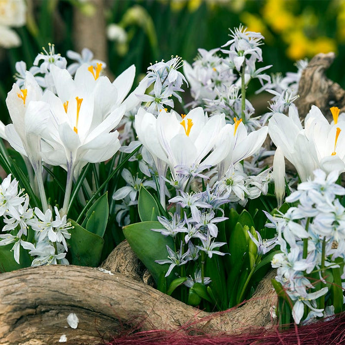 Precious Pearls Bulb Collection|Precious Pearls Bulb Collection