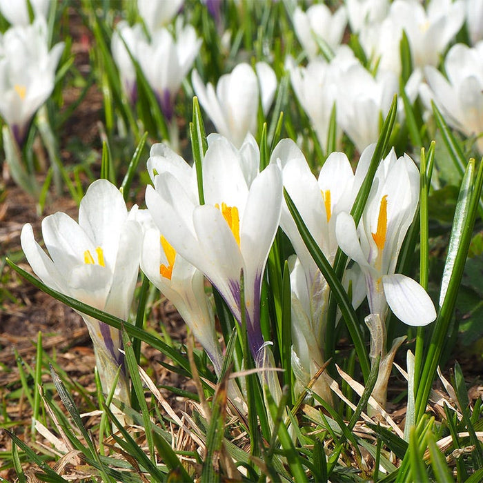 Precious Pearls Bulb Collection|Joan Of Arc Dutch Crocus