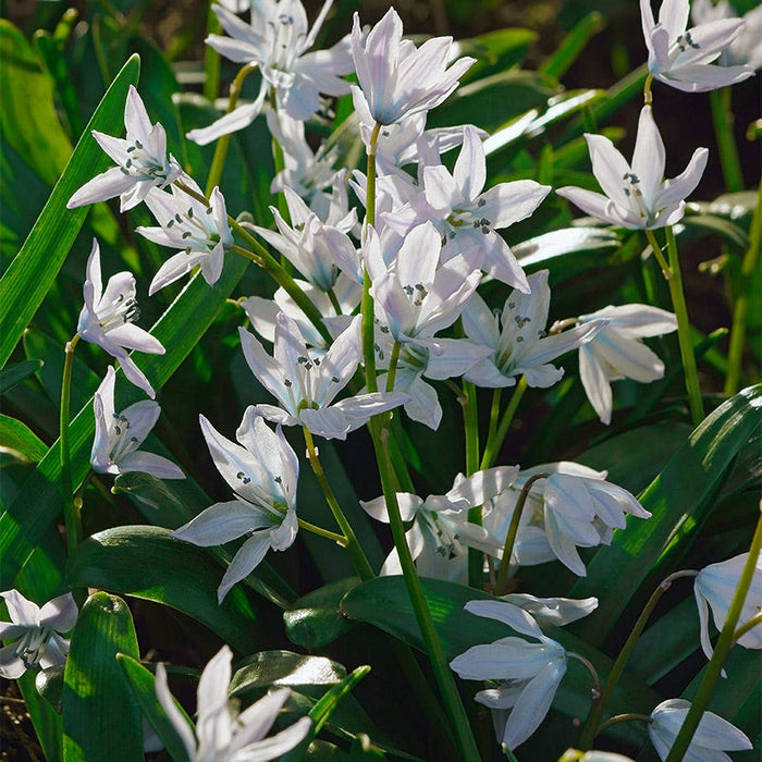 Precious Pearls Bulb Collection|White Squill