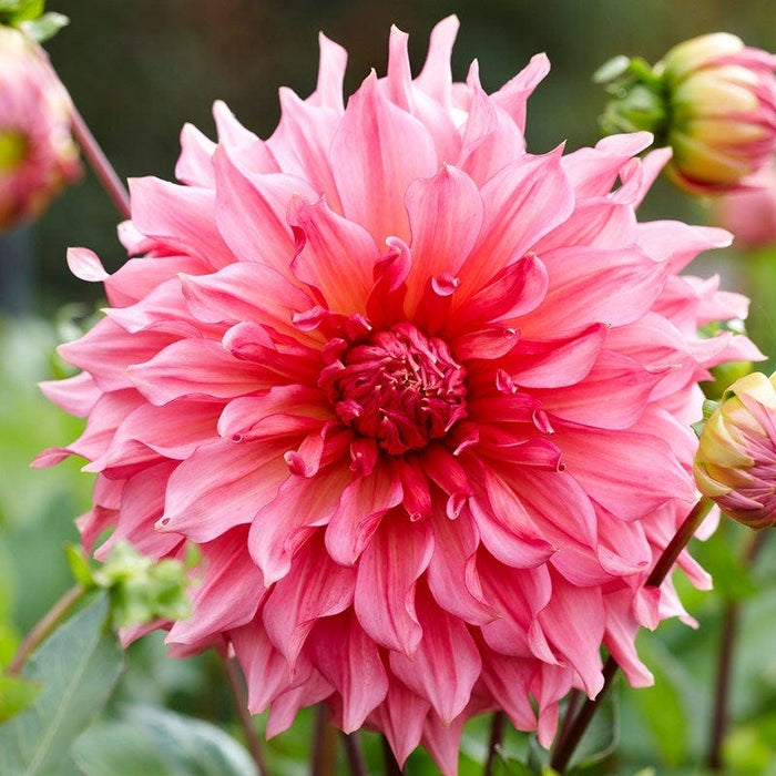 Pretty In Pink Dahlia Collection|Islander Dinner Plate Dahlia