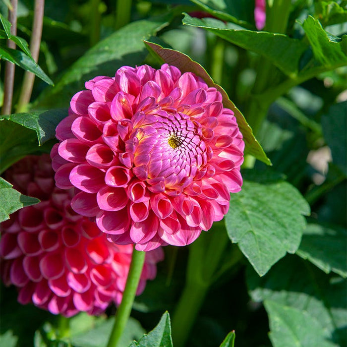 Pretty In Pink Dahlia Collection|Jowey Frambo Ball Dahlia