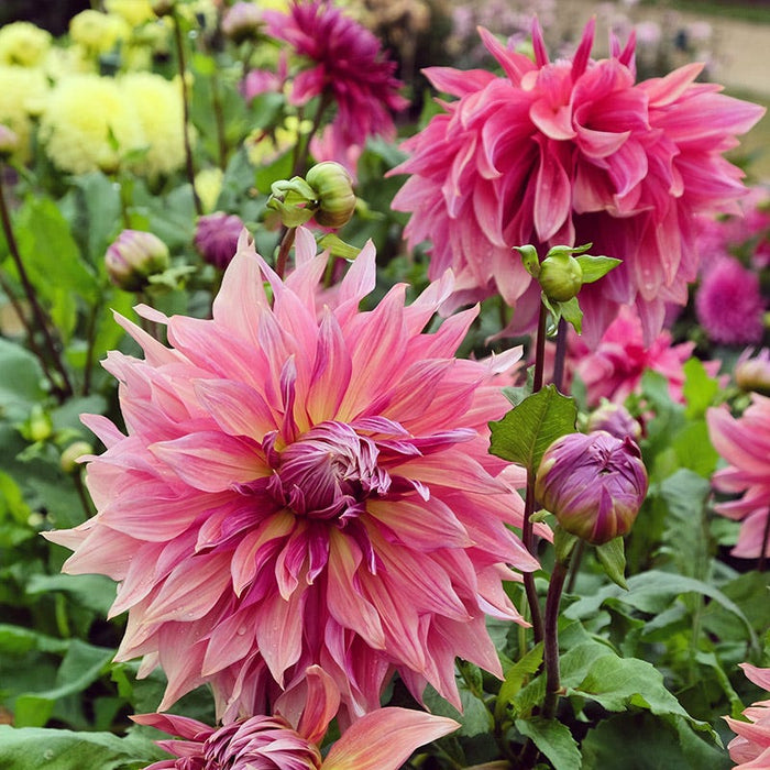 Penhill Dark Monarch Dinner Plate Dahlia|Penhill Dark Monarch Dinner Plate Dahlia