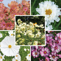 Pretty Petal Cosmos Seed Packet Set