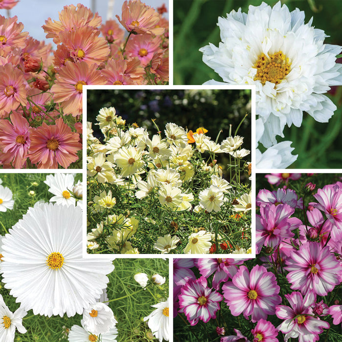 Pretty Petal Cosmos Seed Packet Set