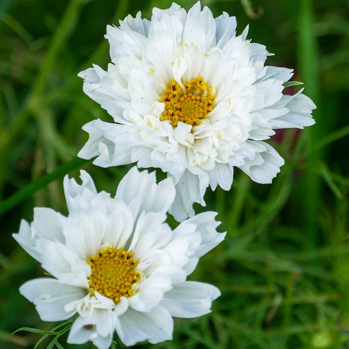 Double Click White Knight Cosmos Seeds|Double Click White Knight Cosmos