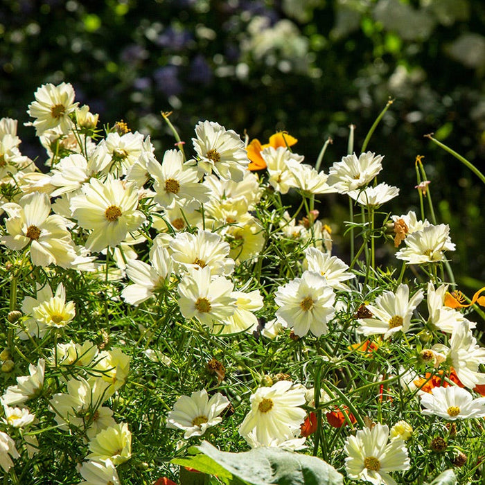 Xanthos Cosmos Seeds|Xanthos Cosmos