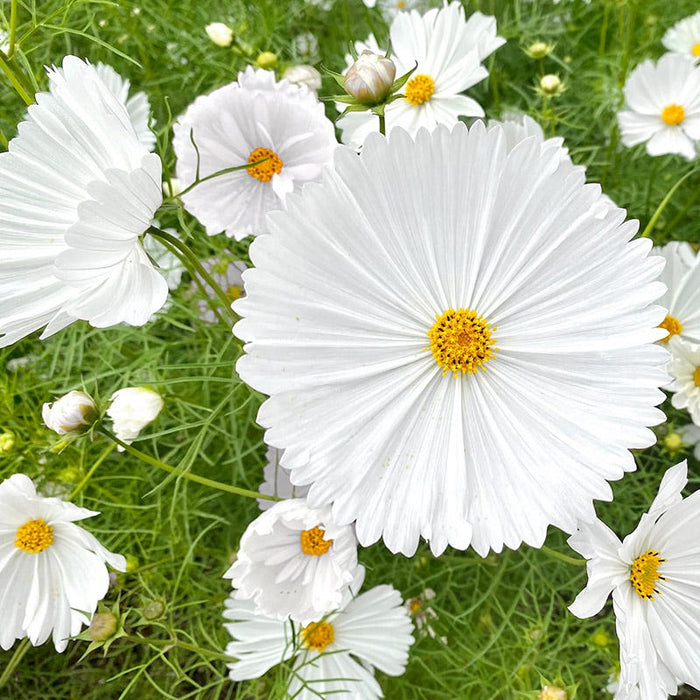 Cupcake White Cosmos Seeds|Cupcake White Cosmos
