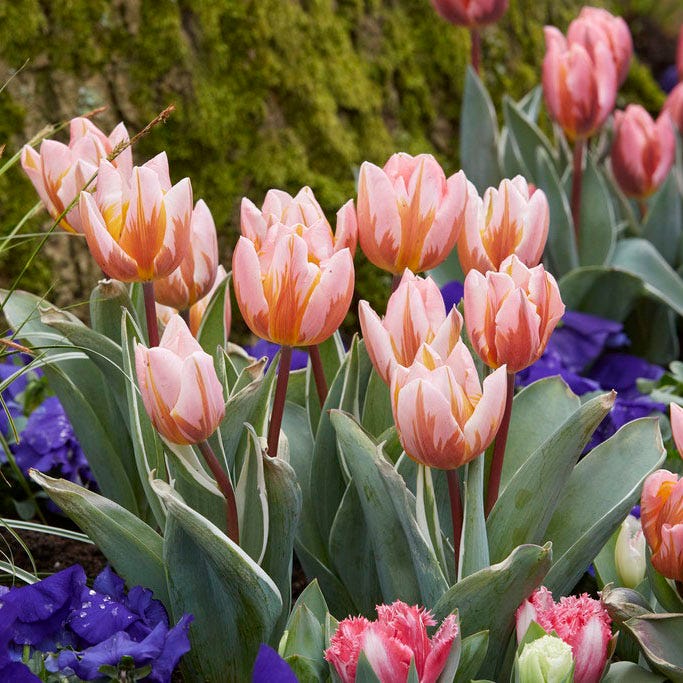 Pretty Princess Single Early Tulip|Pretty Princess Single Early Tulip, Tulipa Pretty Princess