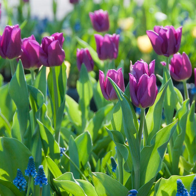 Princess Garden Bulb Collection|Purple Prince Tulip