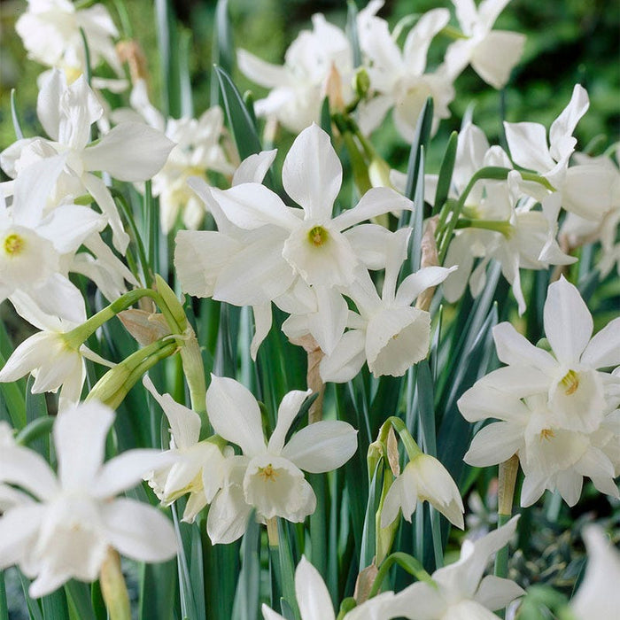 Princess Garden Bulb Collection|Thalia Daffodil