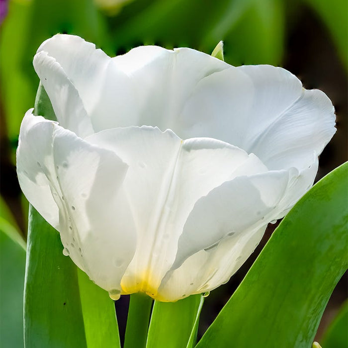 Princess Garden Bulb Collection|Hakuun Darwin Tulip