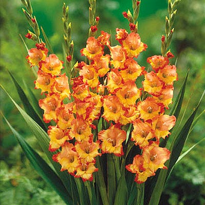 Princess Margaret Rose Gladiolus