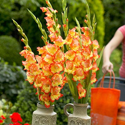Princess Margaret Rose Gladiolus