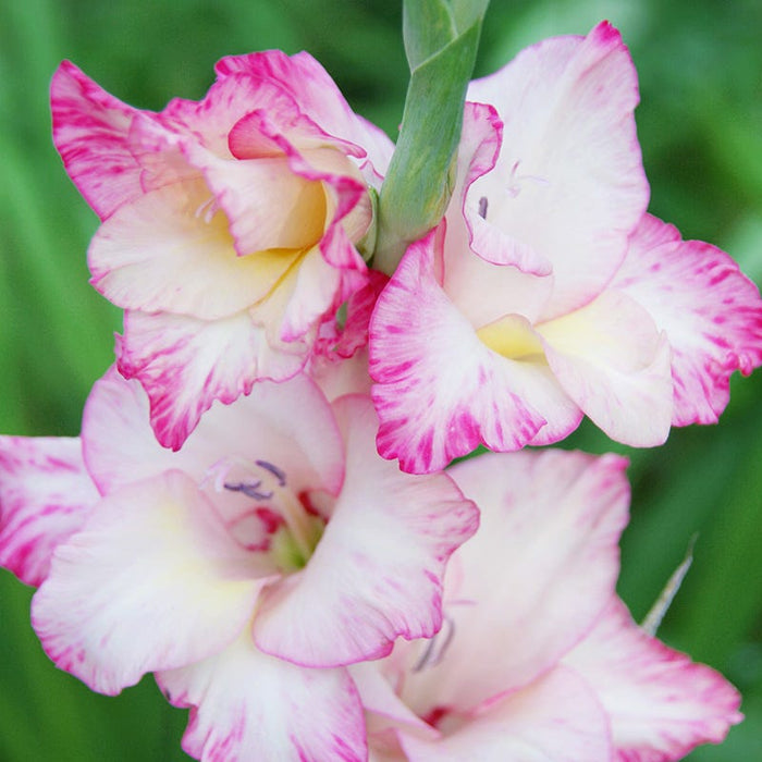 Priscilla Gladiolus|Priscilla Gladiolus