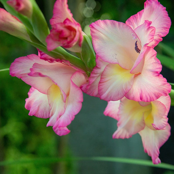 Priscilla Gladiolus|Priscilla Gladiolus