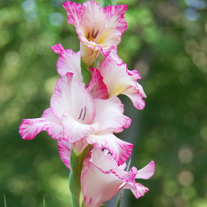 Priscilla Gladiolus|Priscilla Gladiolus