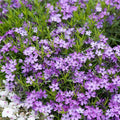 Purple Beauty Creeping Phlox|Purple Beauty Creeping Phlox, Phlox subulata