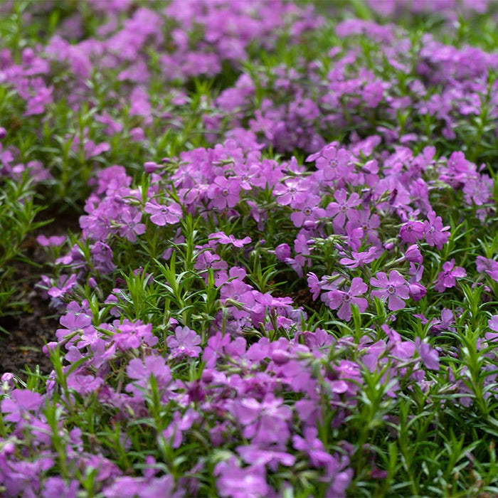 Purple Beauty Creeping Phlox|Purple Beauty Creeping Phlox, Phlox subulata, close up of purple petals