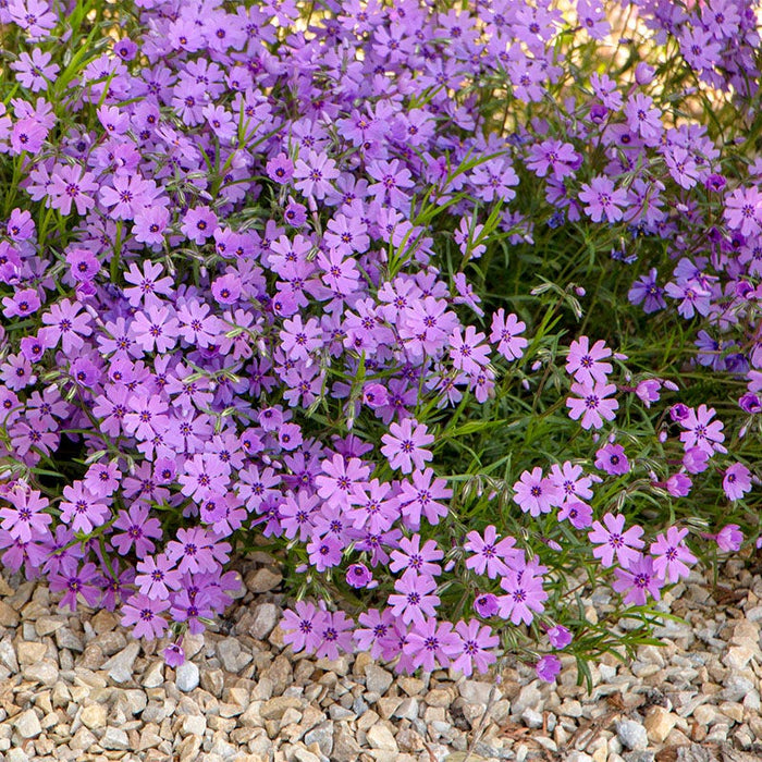 Purple Beauty Creeping Phlox|Purple Beauty Creeping Phlox, Phlox subulata planted among rocks as a groundcover
